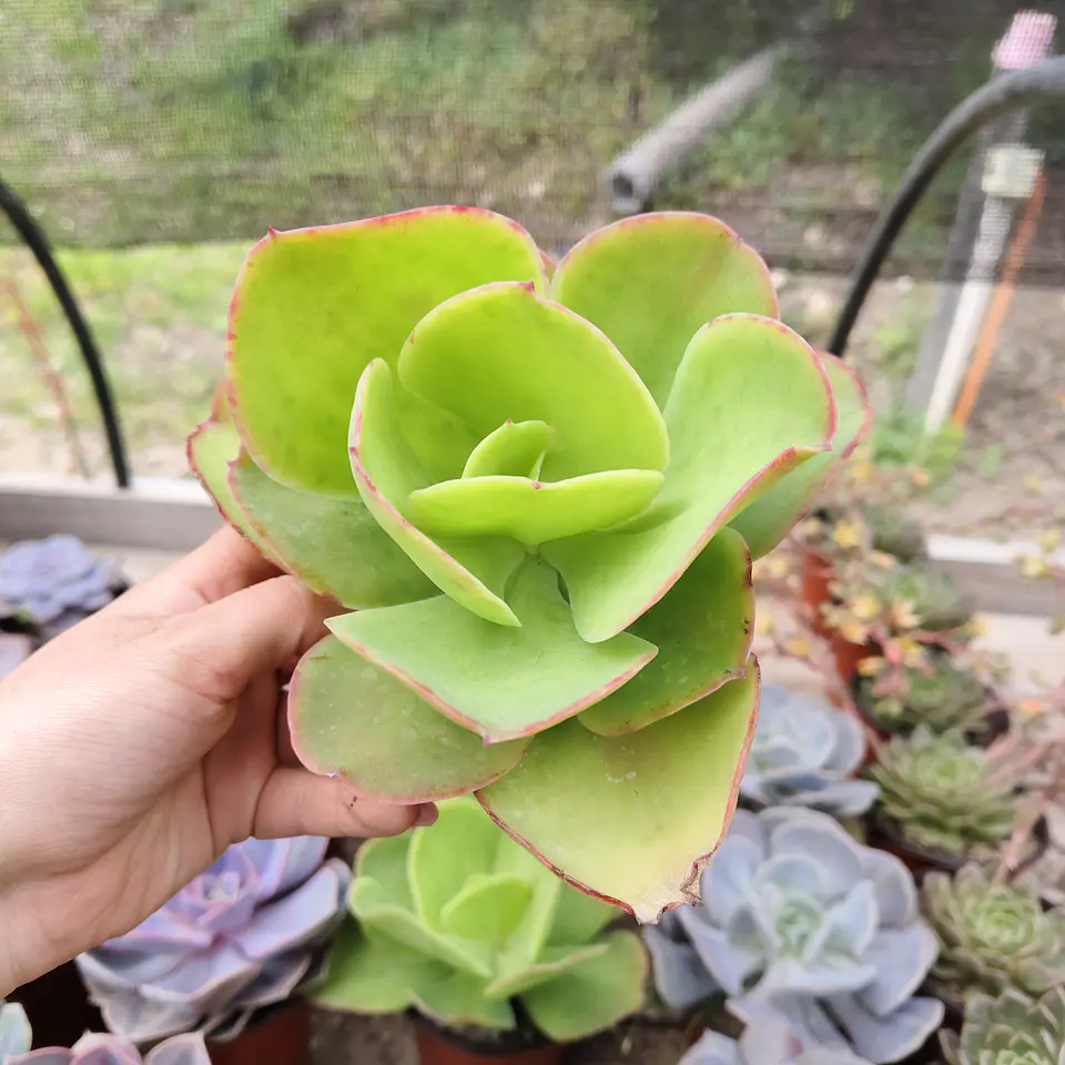Echeveria Pallida 1