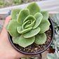 Echeveria Gilva - Miniatura 1