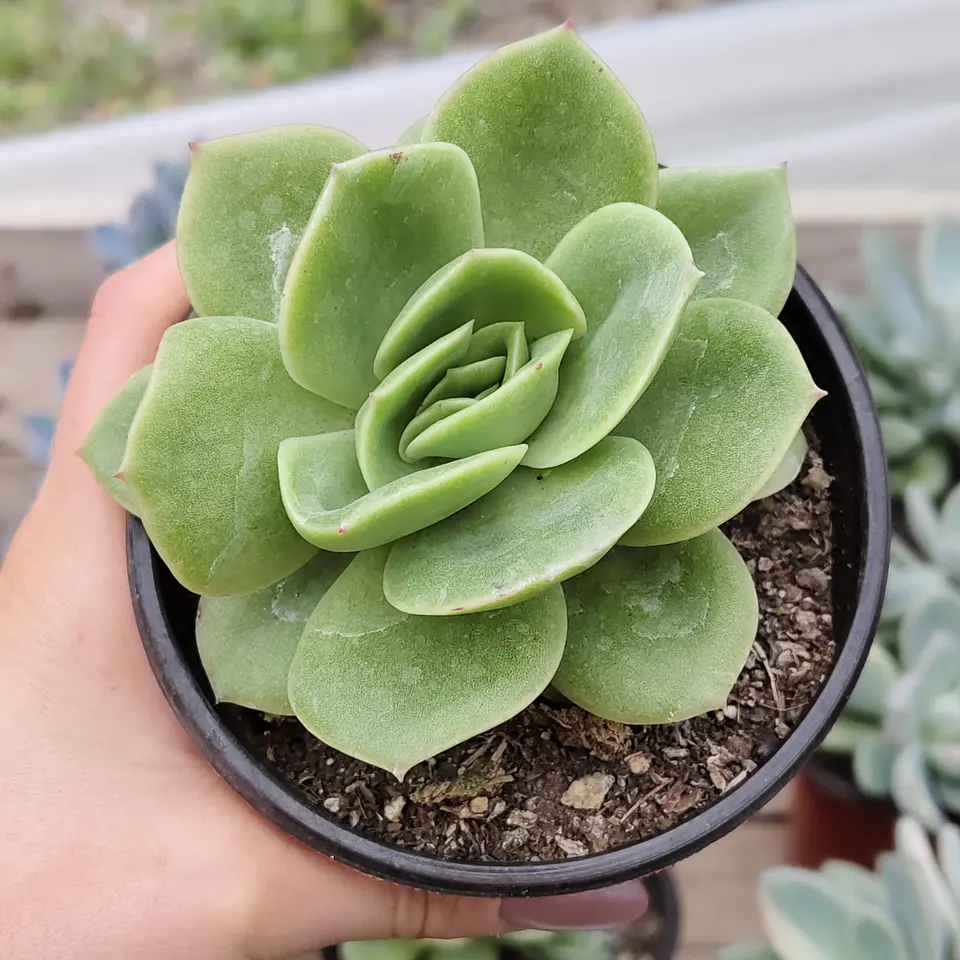Echeveria Gilva 1