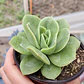 Echeveria Gilva - Miniatura 2