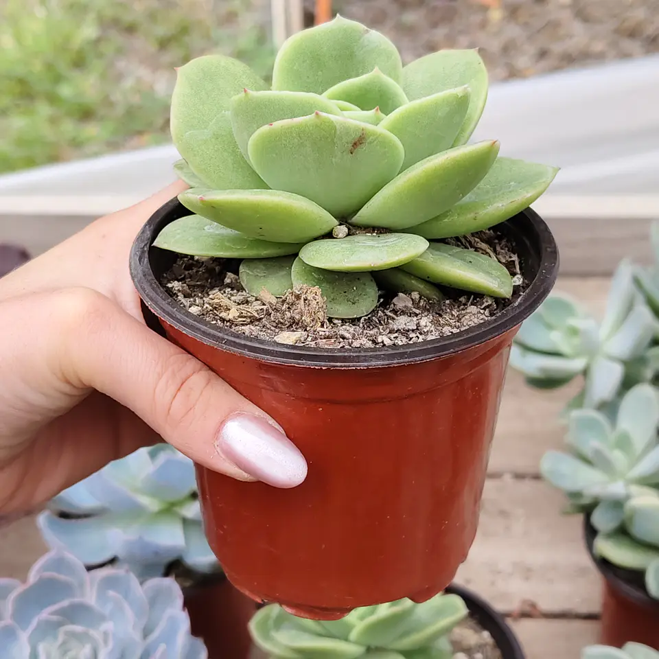 Echeveria Gilva 3