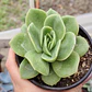 Echeveria Gilva - Miniatura 4