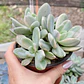  Pachyveria Scheideckeri variegada  - Miniatura 1