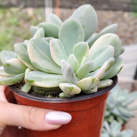  Pachyveria Scheideckeri variegada 