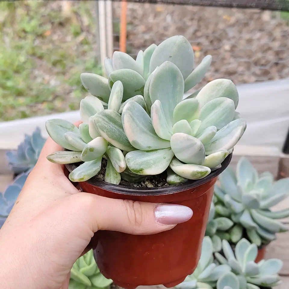  Pachyveria Scheideckeri variegada  3