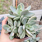  Pachyveria Scheideckeri variegada  - Miniatura 4