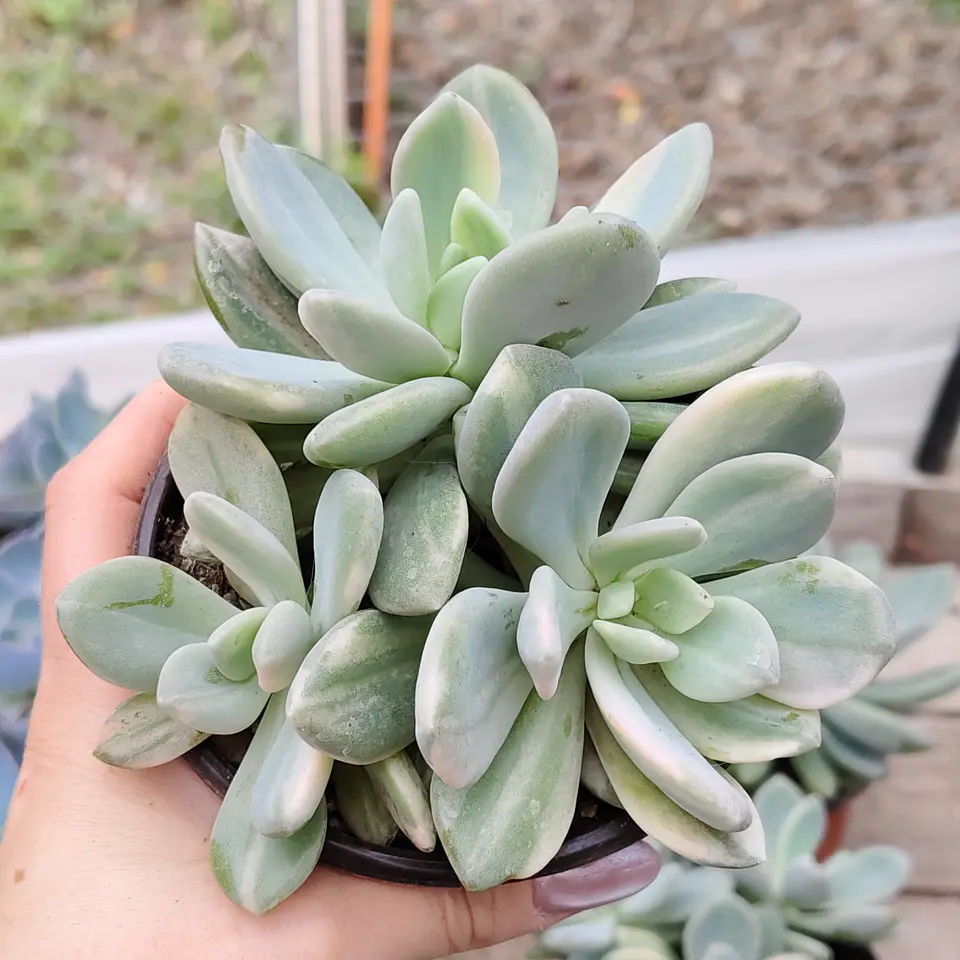  Pachyveria Scheideckeri variegada  4