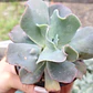 Echeveria Paul Bunyan  - Miniatura 2