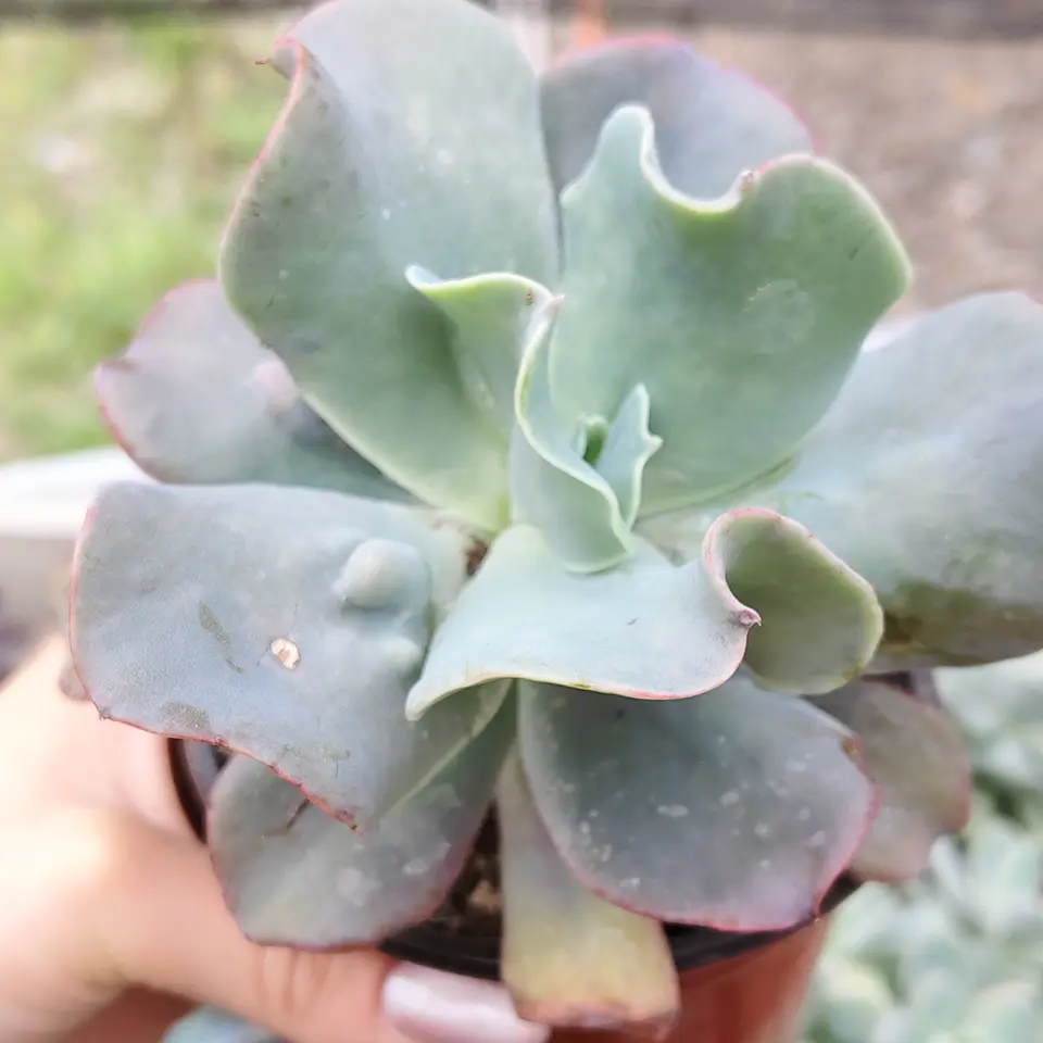Echeveria Paul Bunyan  2
