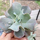 Echeveria Paul Bunyan  - Miniatura 1