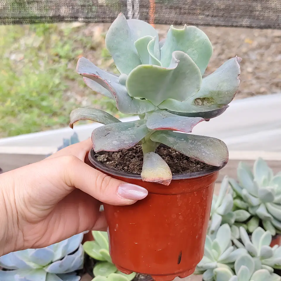Echeveria Paul Bunyan  3