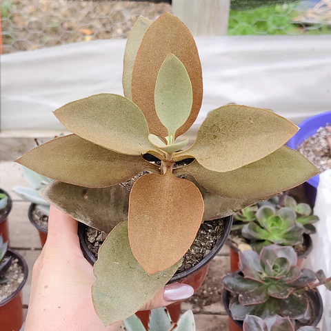 Kalanchoe Orgyalis "Copper Spoon"