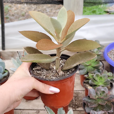 Kalanchoe Orgyalis "Copper Spoon"
