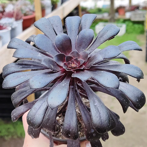 Aeonium arboreum 'Schwarzkopf'