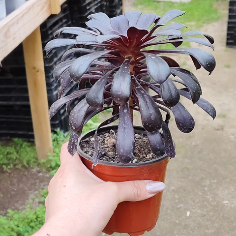Aeonium arboreum 'Schwarzkopf'