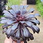 Aeonium arboreum 'Schwarzkopf' - Miniatura 3