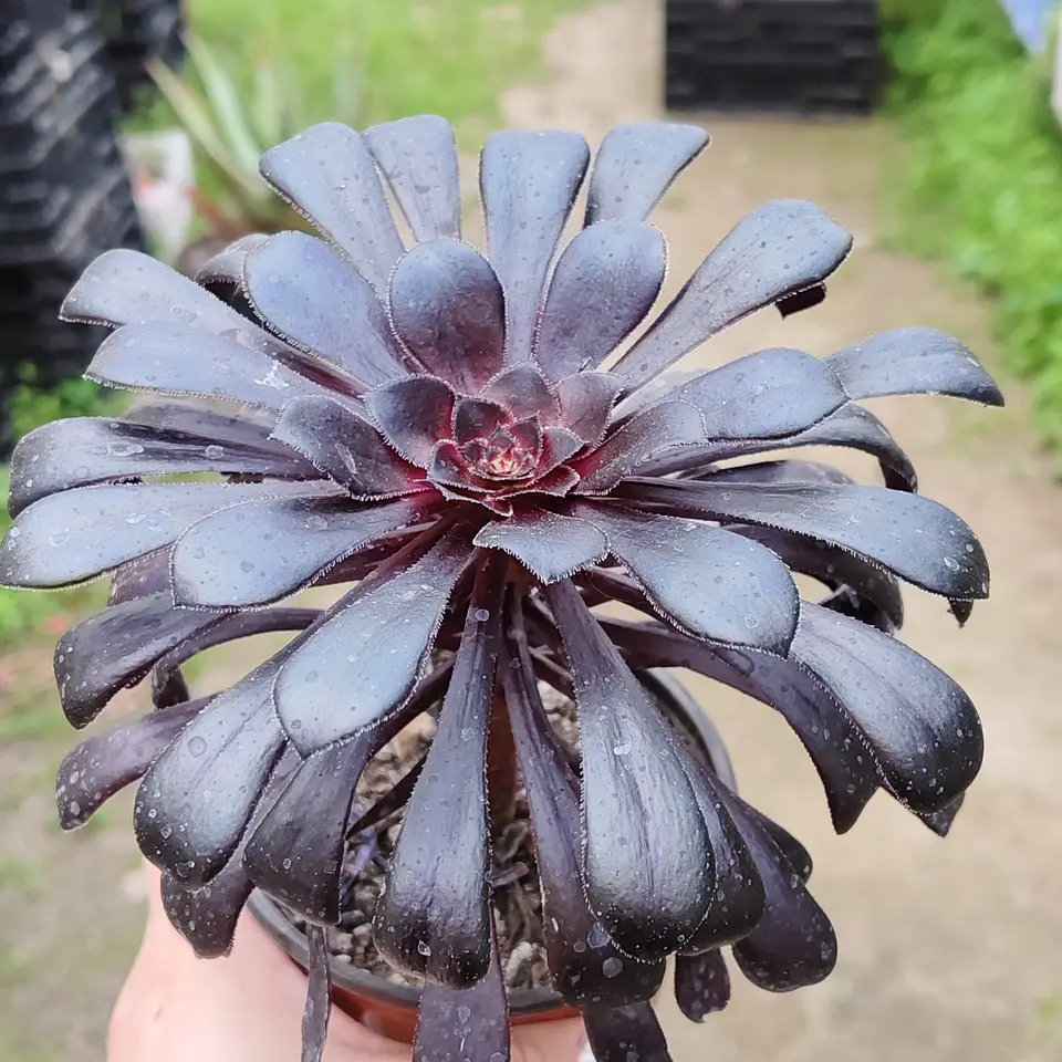 Aeonium arboreum 'Schwarzkopf' 3