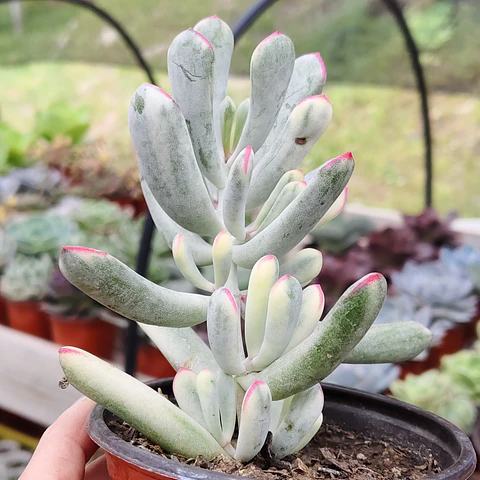Cotyledon Orbiculata Flanaganii Variegada 