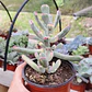 Cotyledon Orbiculata Flanaganii Variegada  - Miniatura 3