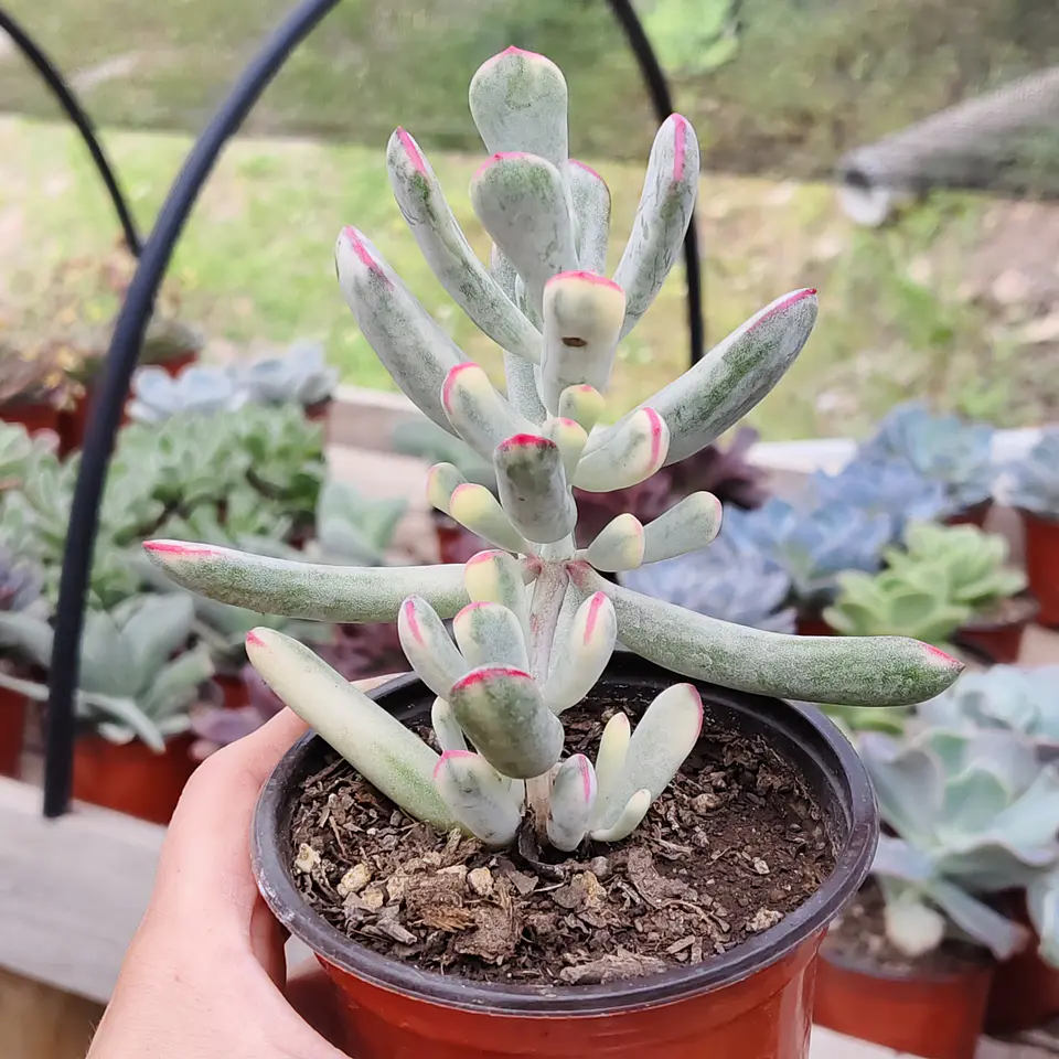 Cotyledon Orbiculata Flanaganii Variegada  3