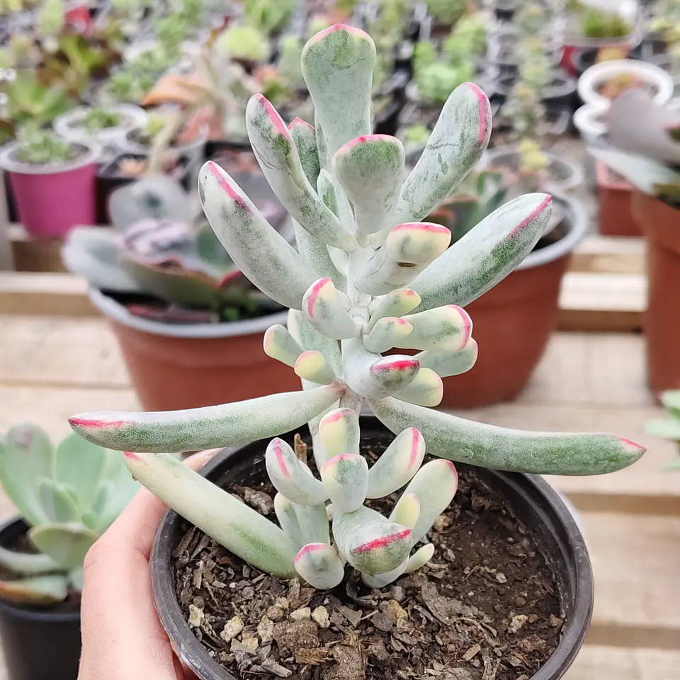Cotyledon Orbiculata Flanaganii Variegada  4