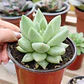 Echeveria Agavoide Aquamarine - Miniatura 1
