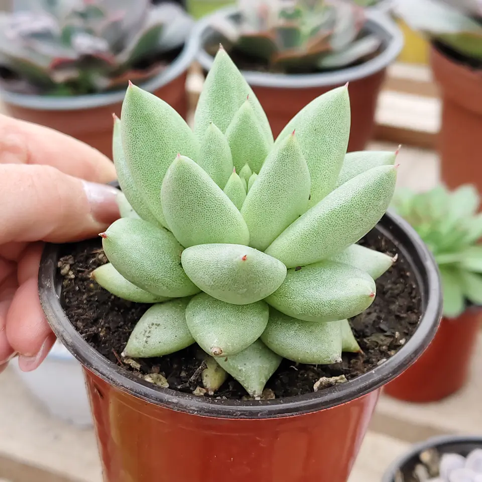 Echeveria Agavoide Aquamarine 1