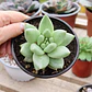Echeveria Agavoide Aquamarine - Miniatura 2