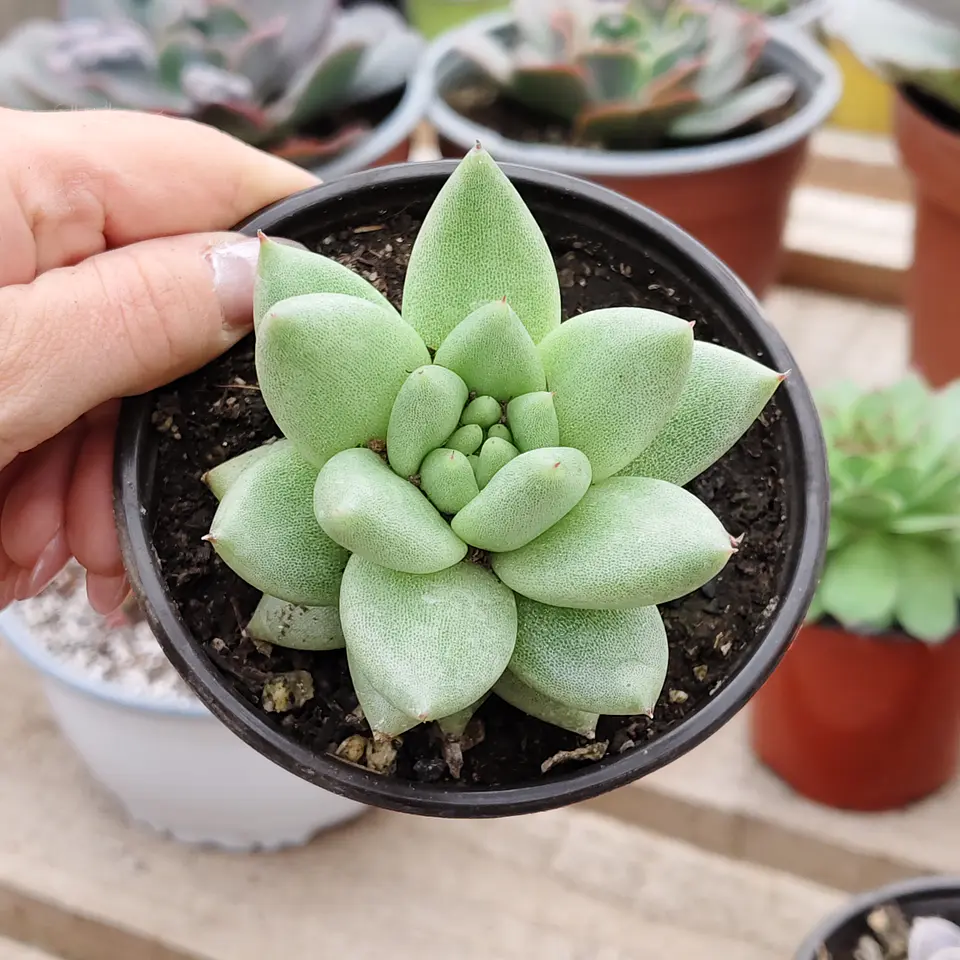Echeveria Agavoide Aquamarine 2