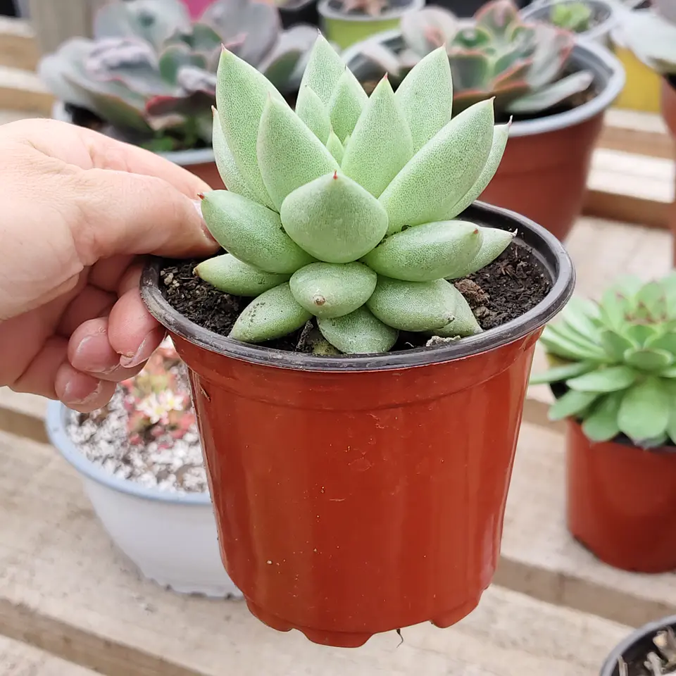 Echeveria Agavoide Aquamarine 3