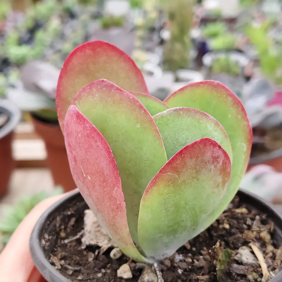 Kalanchoe Luciae  1