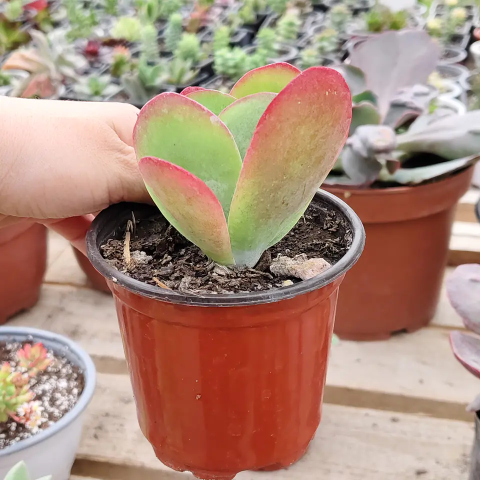 Kalanchoe Luciae  2