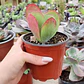 Kalanchoe Luciae  - Miniatura 3
