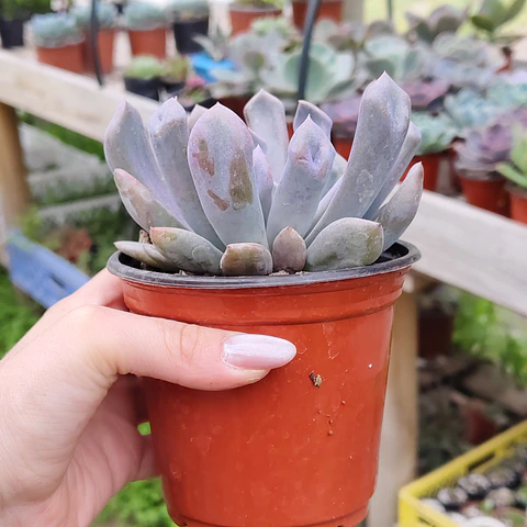 Graptoveria Cupido