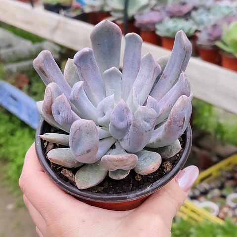 Graptoveria Cupido