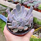 Graptoveria Cupido - Miniatura 1