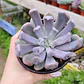 Graptoveria Cupido - Miniatura 3