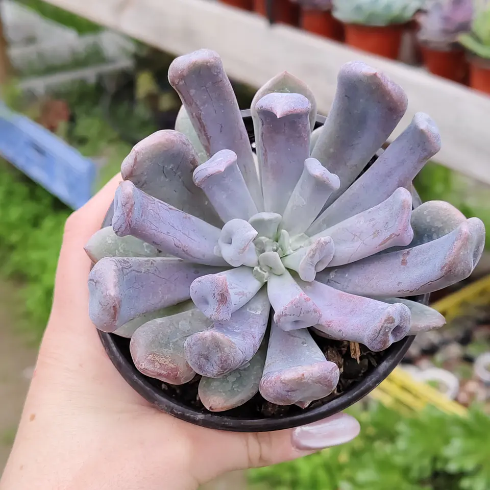 Graptoveria Cupido 3