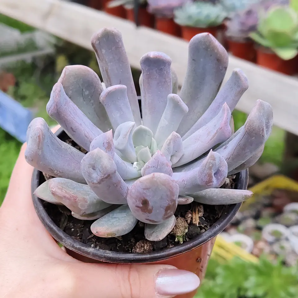 Graptoveria Cupido 4