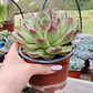 Echeveria Pulidonis - Miniatura 2