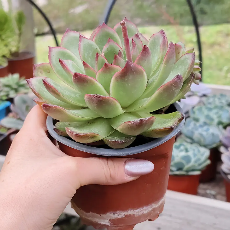 Echeveria Pulidonis 2