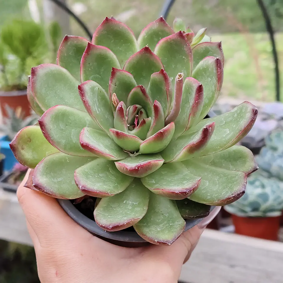 Echeveria Pulidonis 1