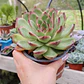 Echeveria Pulidonis - Miniatura 3