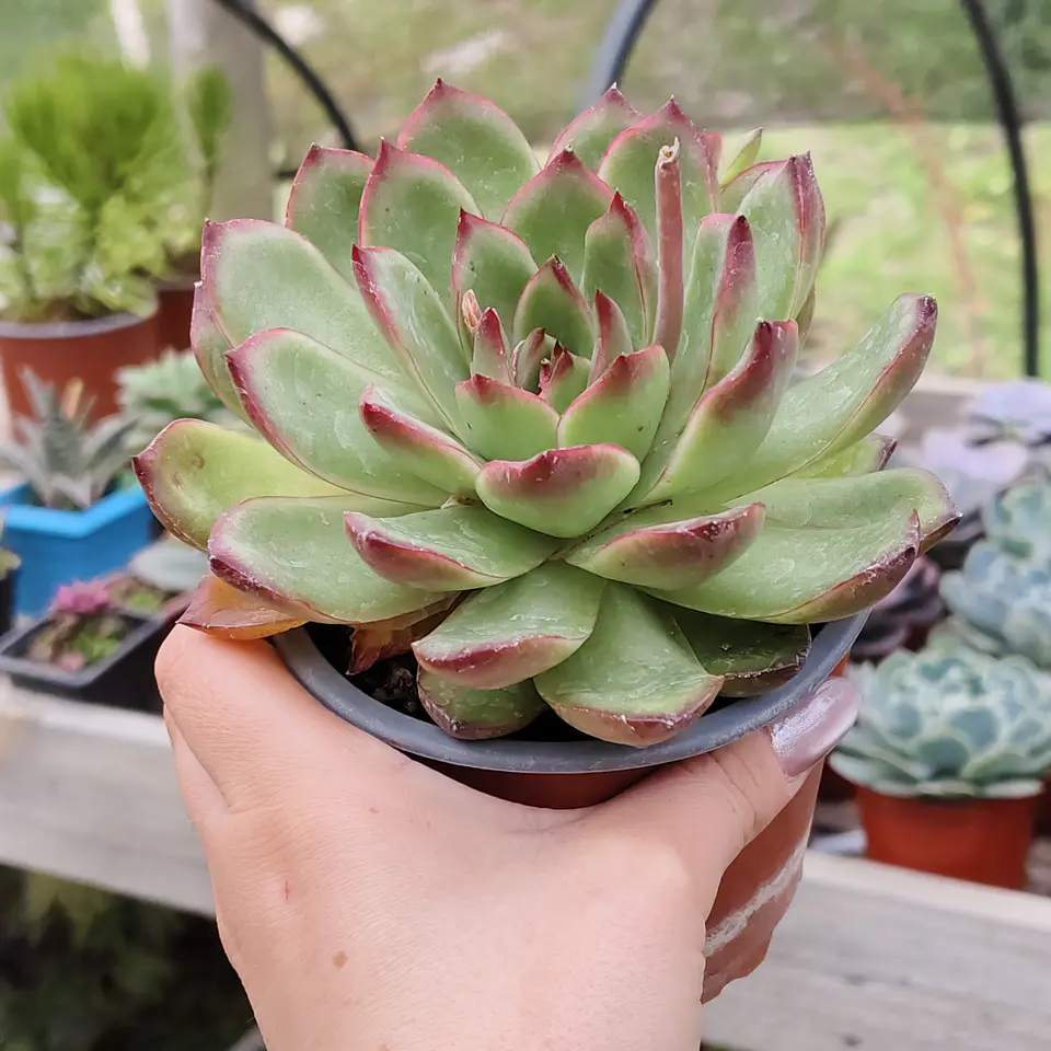 Echeveria Pulidonis 3