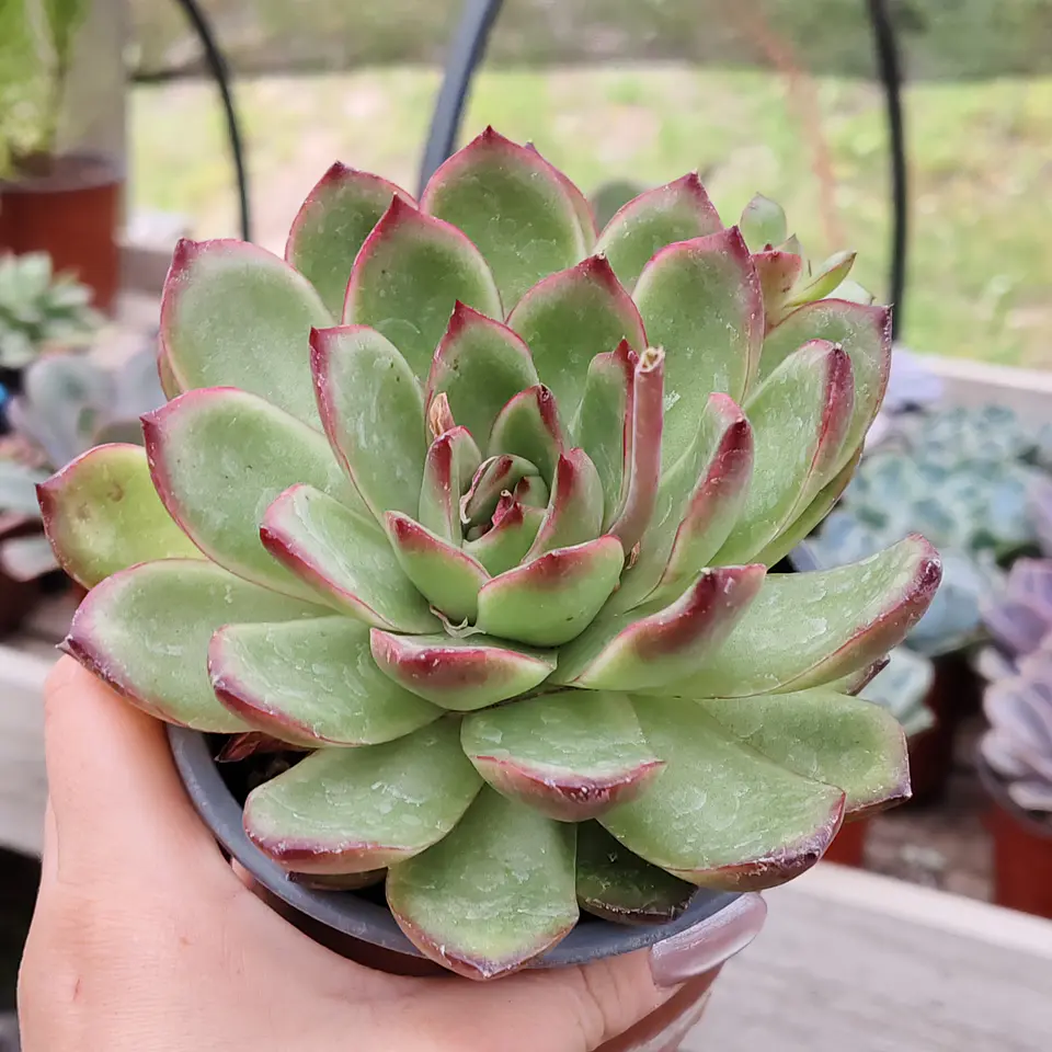 Echeveria Pulidonis 4