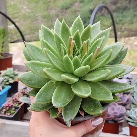 Echeveria gavoide Miranda 