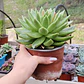 Echeveria gavoide Miranda  - Miniatura 3