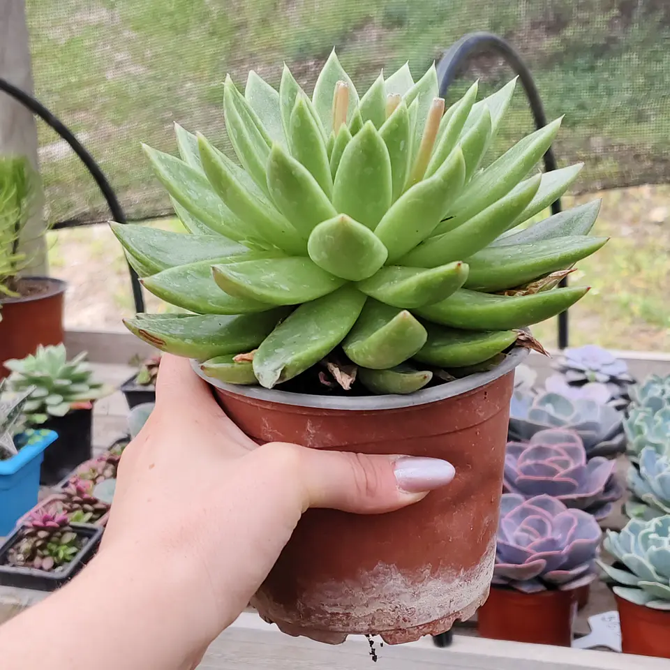 Echeveria gavoide Miranda  3
