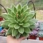 Echeveria gavoide Miranda  - Miniatura 1