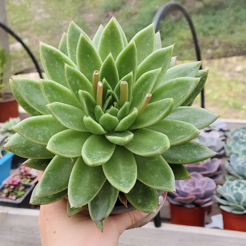 Echeveria gavoide Miranda  1